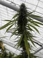 IMG_5580.jpeg