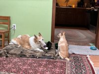 IMG_0279.jpeg