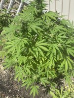IMG_2377.jpeg