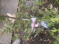 IMG_0068.jpeg