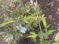 IMG_0067.jpeg