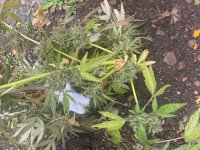IMG_0066.jpeg
