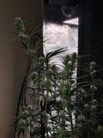 IMG_0261.jpeg