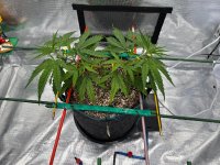 IMG_6189.jpeg