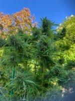 IMG_6068.jpeg