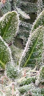 IMG_1510.jpeg
