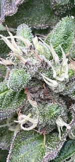 IMG_1511.jpeg