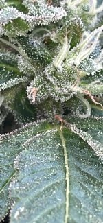 IMG_1512.jpeg