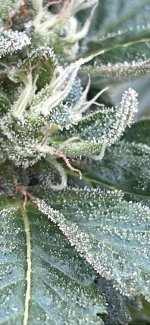 IMG_1513.jpeg