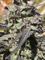 IMG_0659.jpeg