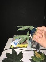 photo20584.jpg