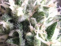 photo20732.jpg