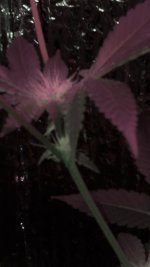photo20795.jpg