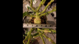 photo21020.png