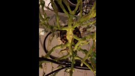 photo21025.png