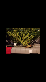 photo21028.png