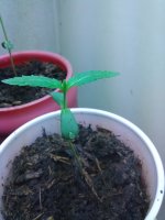 IMG_20170425_220026.jpg
