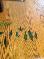 Strange leaves.JPG