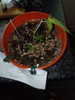 photo21236.jpg