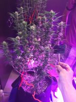 photo21243.jpg