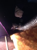 into tent.JPG