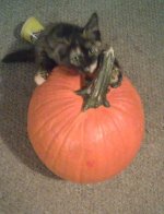 IMAG0091_1.jpg
