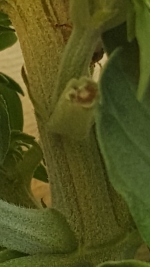 Screenshot_20161112-184547.png