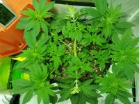 photo2657.JPG