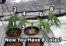 8 colas.png