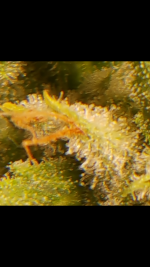Screenshot_20161123-012506.png