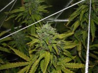 photo3280.JPG