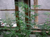 DSCN0834.JPG