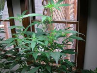 DSCN0835.JPG
