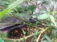 Under the canopy.JPG