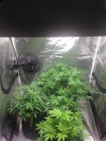 Inside tent.JPG