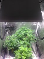 inside tent2.JPG