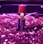 Bonsai Bud Day 10.jpg
