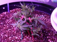 Bonsai Bud Defoliated.jpg