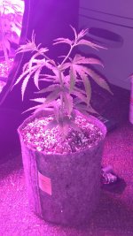 IMG_20170618_083355277.jpg