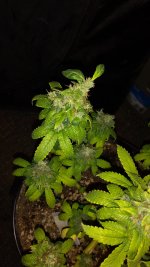 IMG_20170619_184421722.jpg