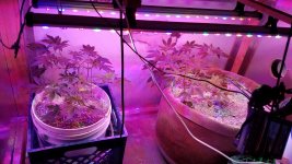 Resized_20170529_143038.jpeg
