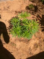 zcamera-20170621_003958.jpg