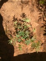 zcamera-20170621_004024.jpg