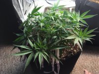 photo22781.jpg