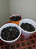 IMG_20170618_043829.jpg