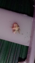 IMG_20170628_091647098.jpg