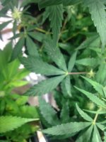 Thrips Damage 1.JPG