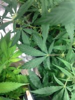 Thrips Damage 2.JPG