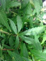 Thrips damage.JPG