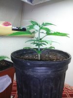 Click image for larger version  Name:	IMG_20170703_141748.jpg Views:	1 Size:	2.78 MB ID:	112371